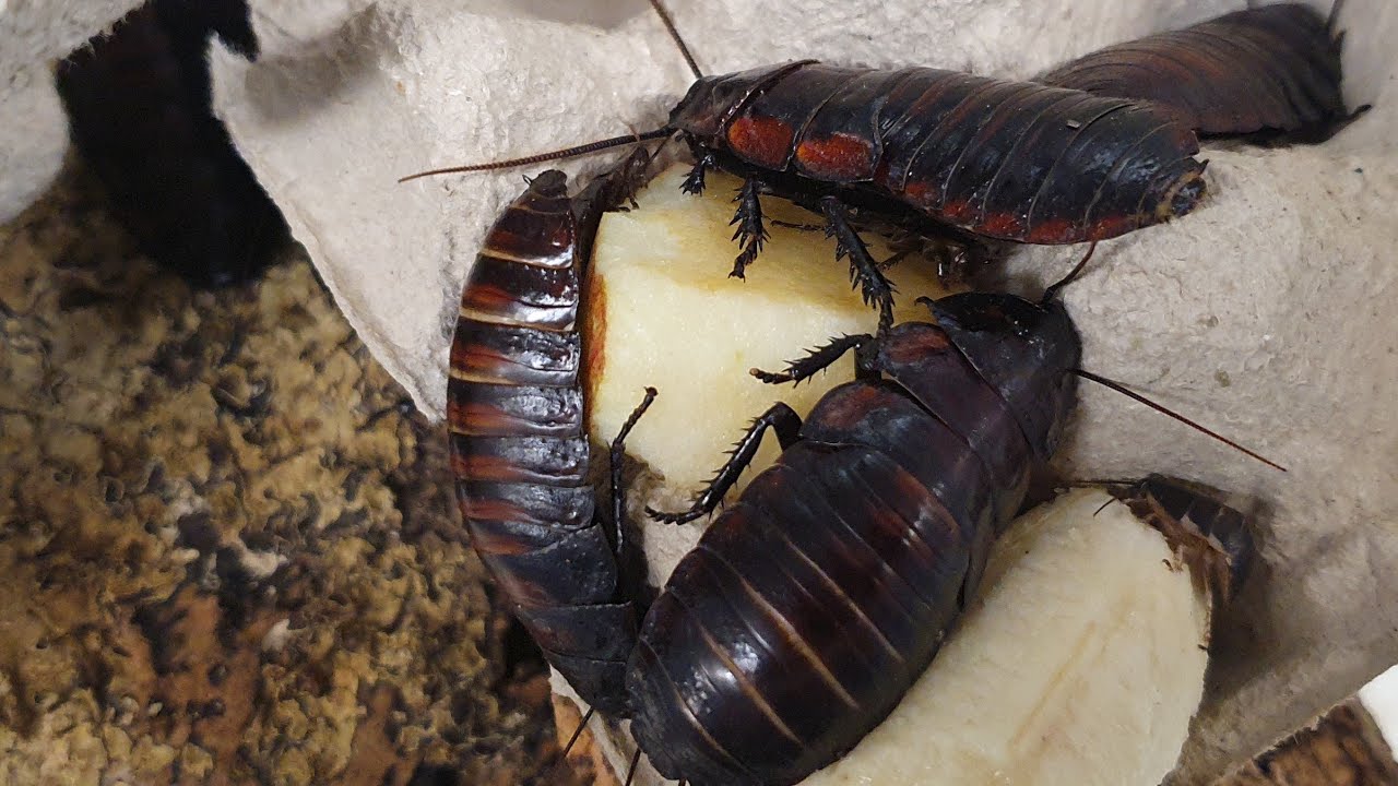 Fauchschaben Haltungstipps (Aleropoda insignis )