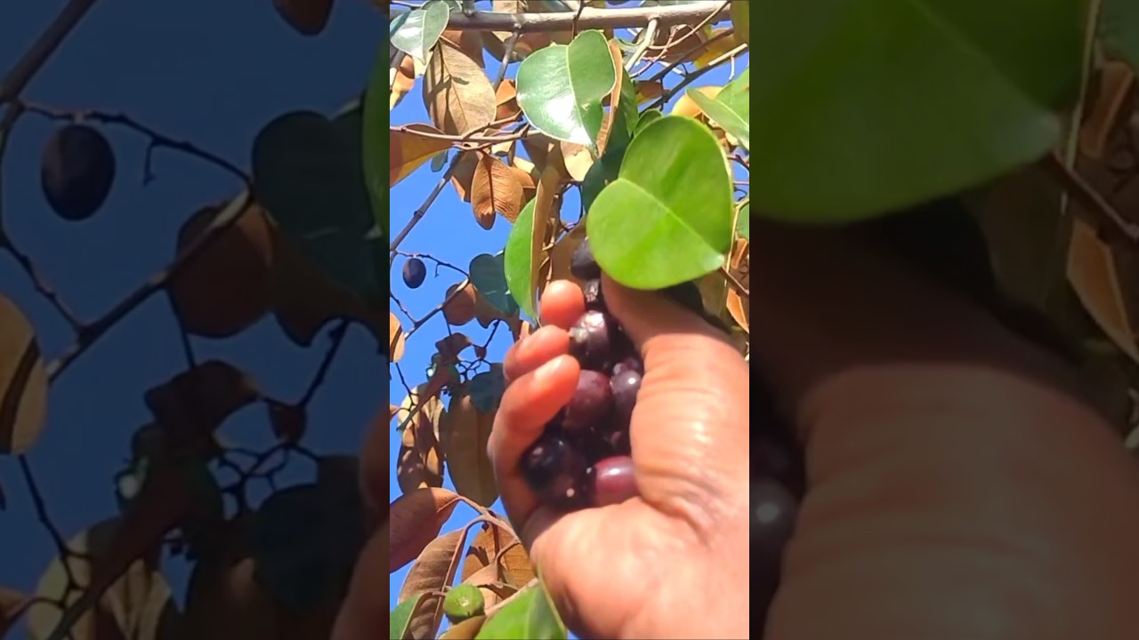 Have you tried picking exotic fruits from farm. #shorts #fruit