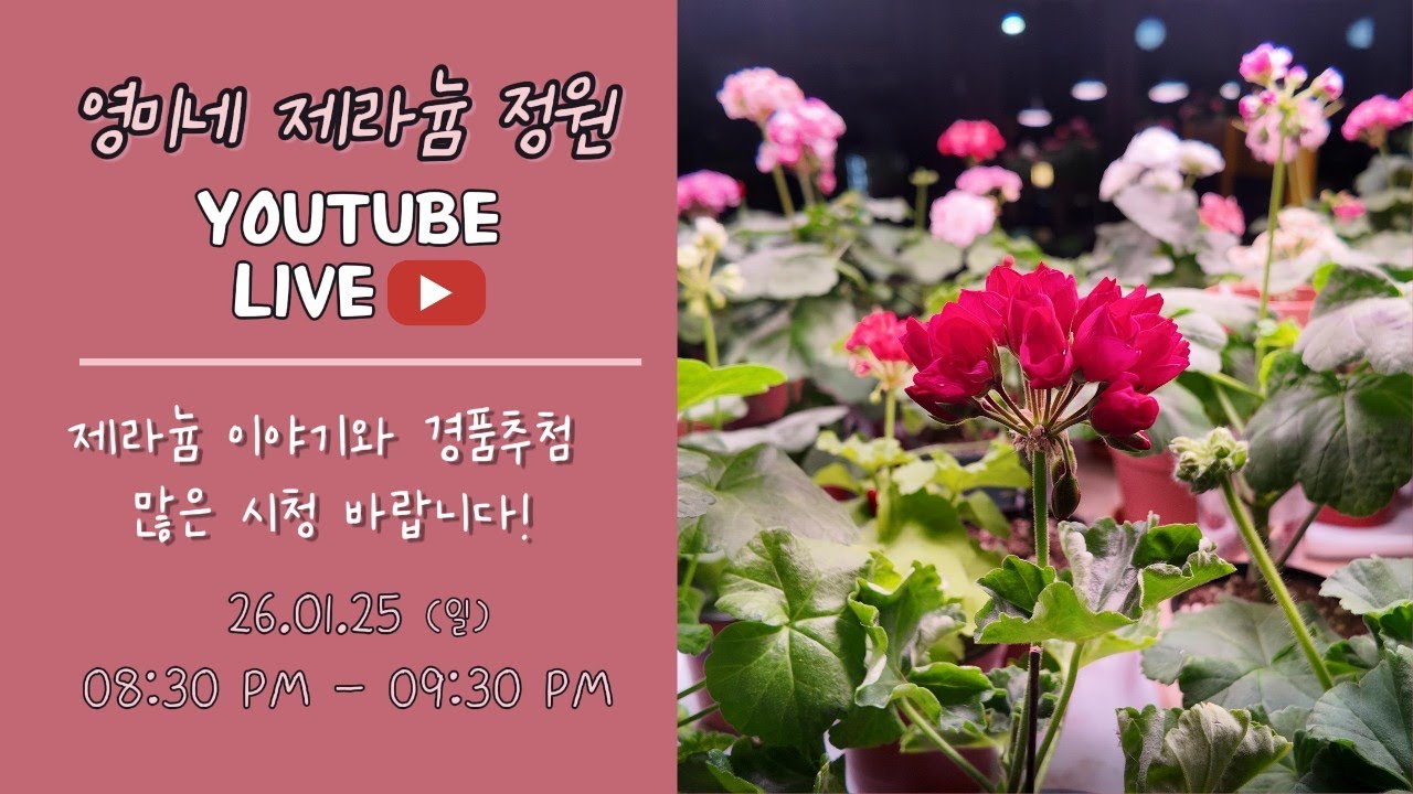 26.01.25(일) 영미네 제라늄 정원 라이브
