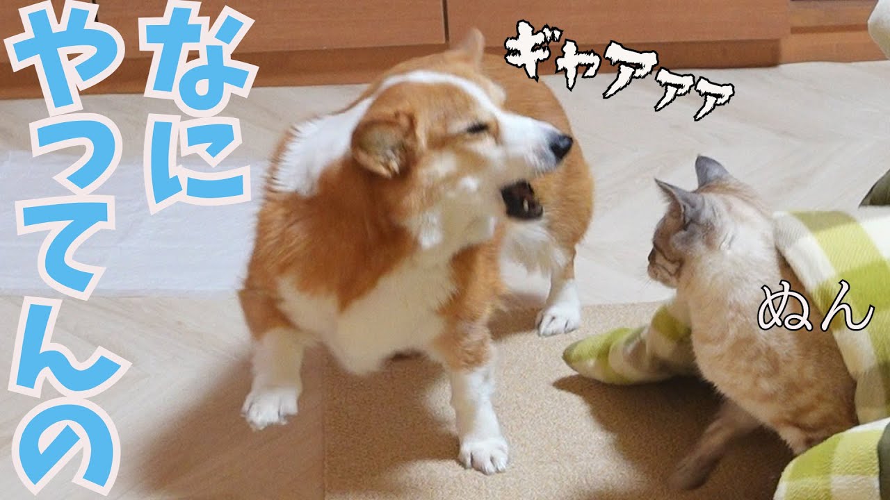 こたつが好きすぎて闇落ちした猫に戸惑う犬