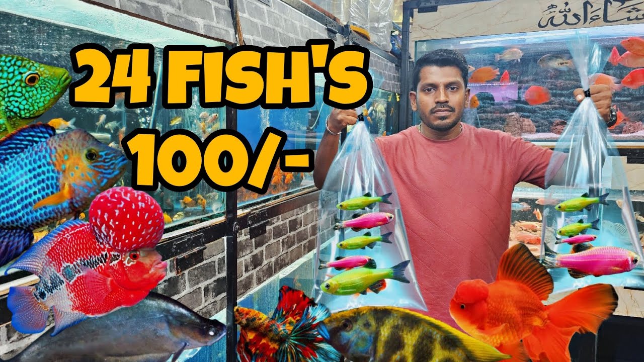 1 Dozen Moli 100/- 🐟 | Dozen Fish Offer🤓 | New Stock Unboxing 📦 | #aquariumfish #bangalore #jaynagar