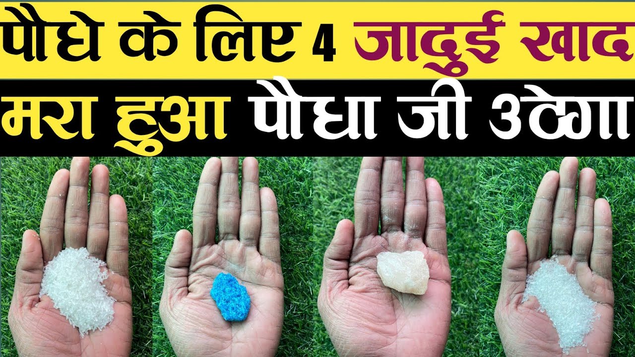 पौधे के लिए 4 जादुई खाद मरा हुआ पौधा जी उठेगा | एप्सम साल्ट | फिटकरी | नीला थोथा |अजीनोमोटो के फायदे