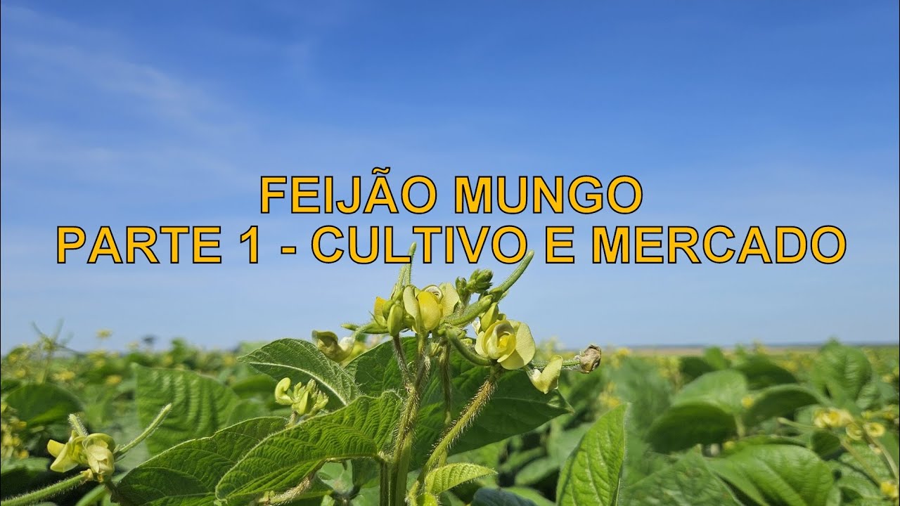 Parte 1. Feij&atilde;o Mungo (Vigna radiata) - Cultivo e Mercado