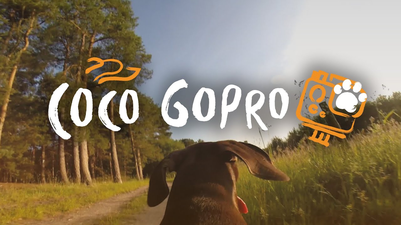 Coco GoPro Canicross Adventures - dogfit.co.uk
