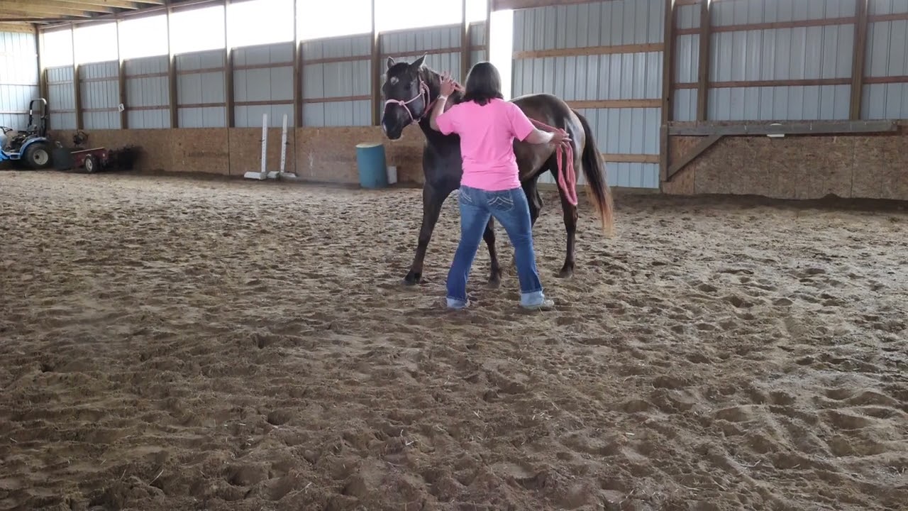 Disengaging The Hindquarters With A Horse On The Ground