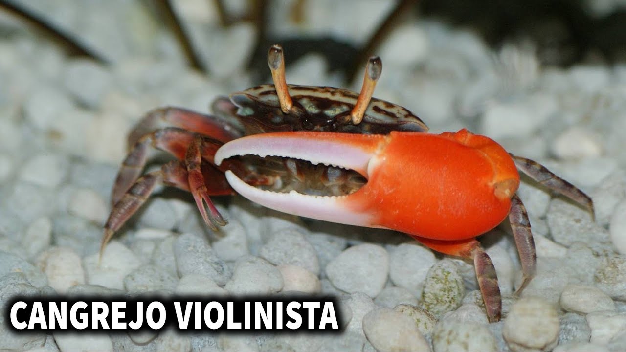 CANGREJO VIOLINISTA | CUIDADOS Y ALIMENTACIÓN DEL CANGREJO VIOLINISTA | AcuariosLP