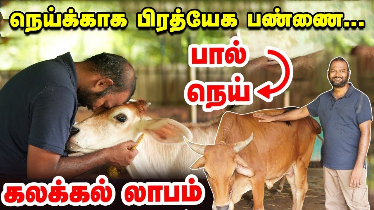 நெய் தயாரிக்க அட்டகாசமான மாட்டுப்பண்ணை |  Ghee | Cow farm in near Chennai | Pasumai vikatan