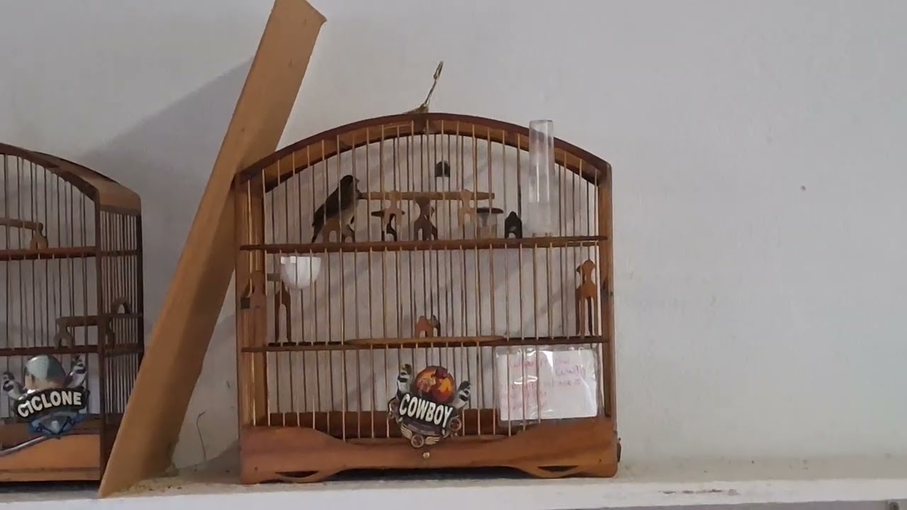  este da gaiola preta canta pra todo mundo  
