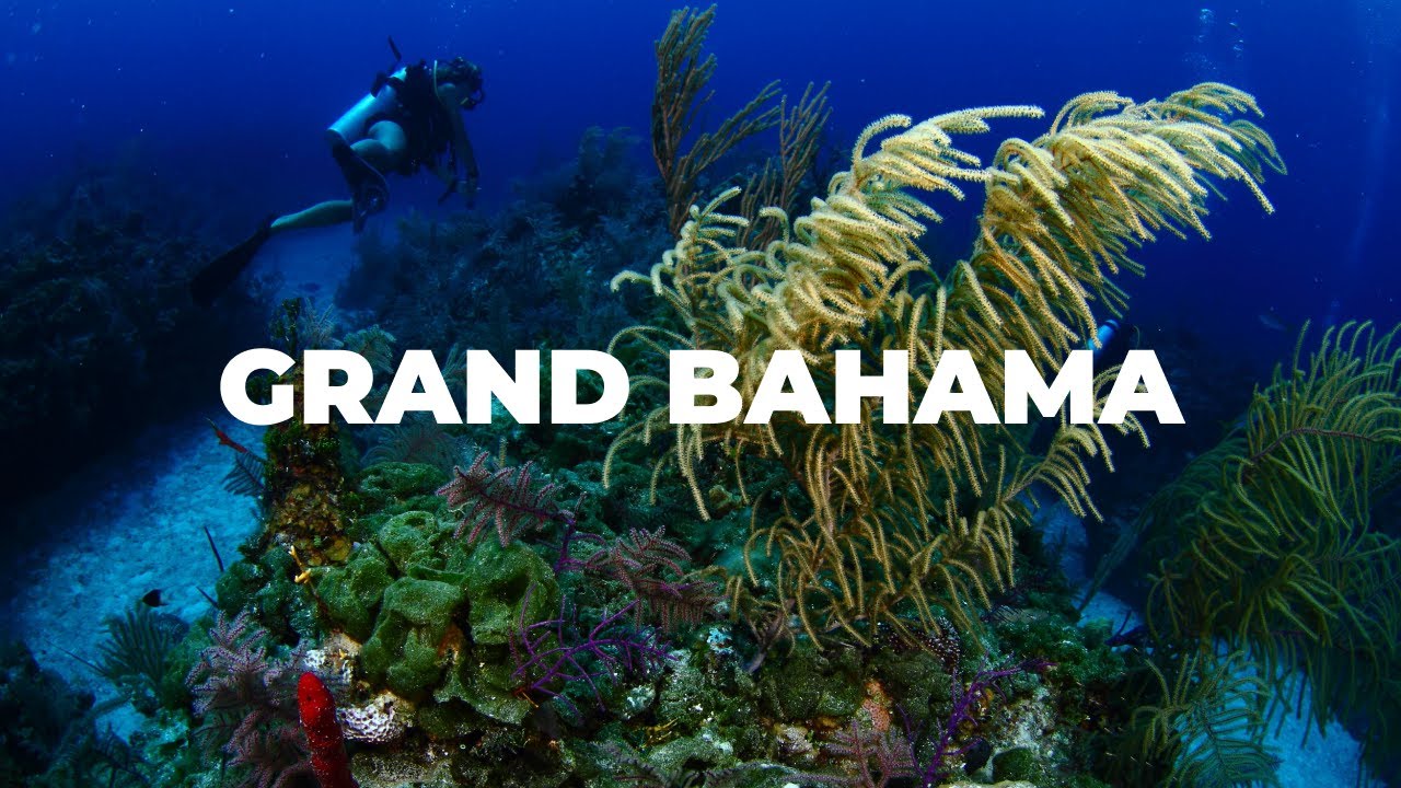 Diving in Grand Bahama with Reef Oasis Dive Club