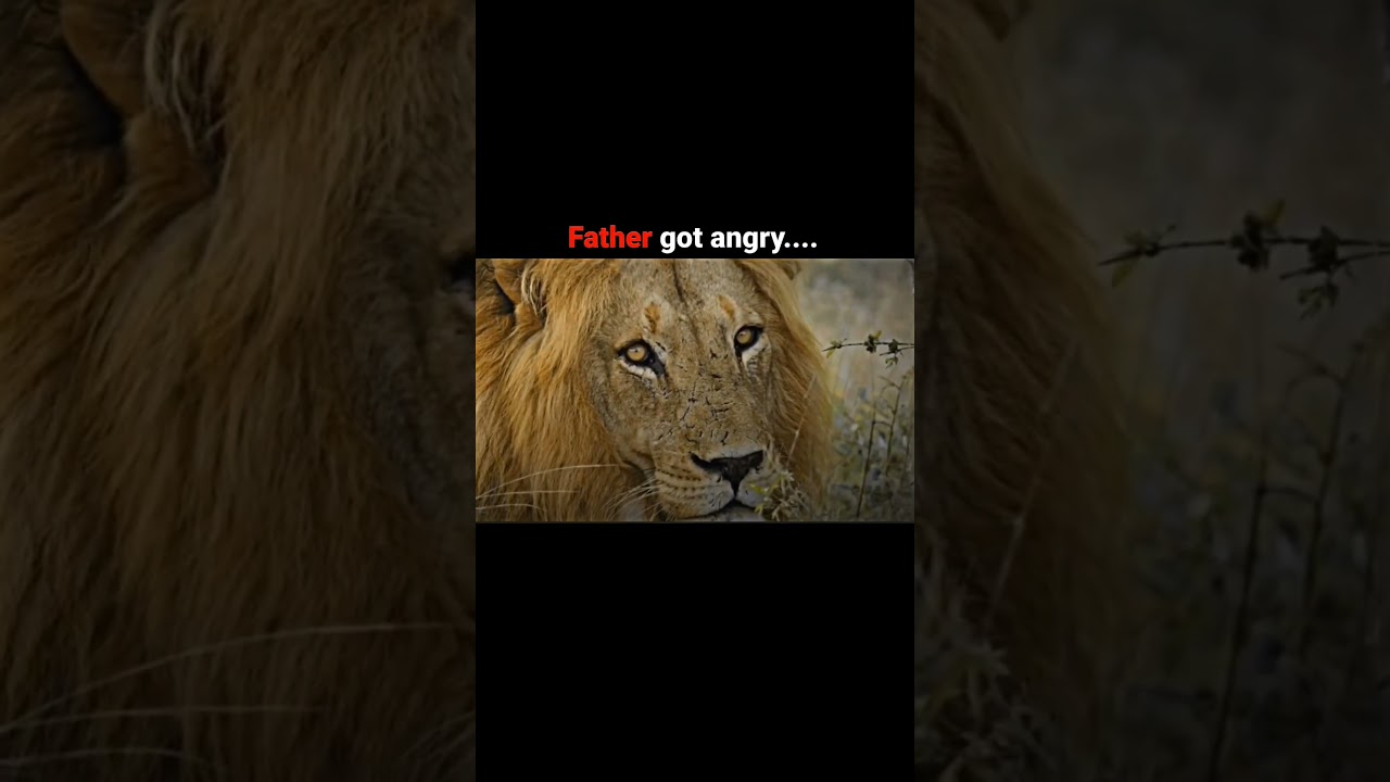 The greatest father lion in the history #viral #shorts #youtube #video