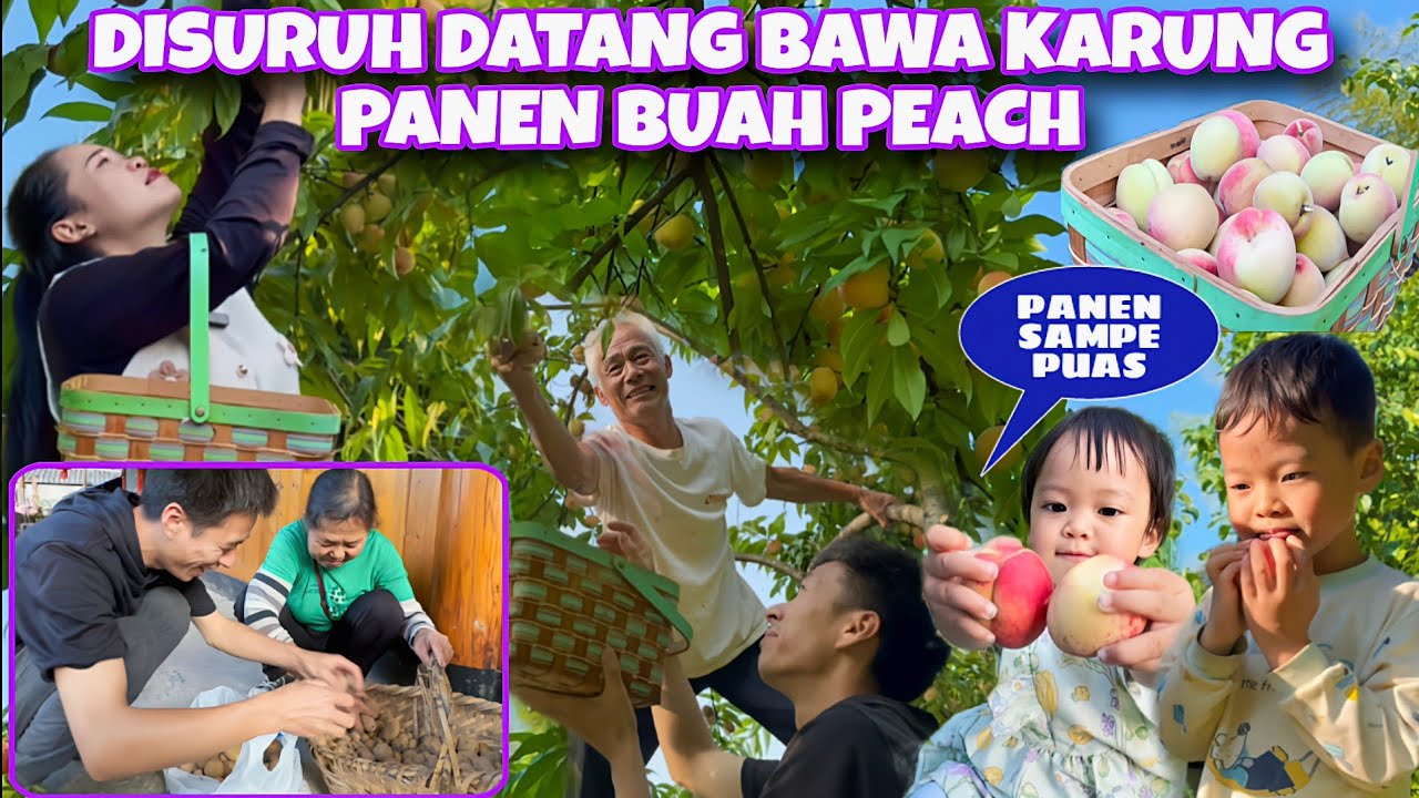 PANEN BUAH PEACH DI RUMAH NENEK SUNIN, DISURUH PANEN SEPUASNYA HASIL KEBUN JUGA DIKASIH BANYAK