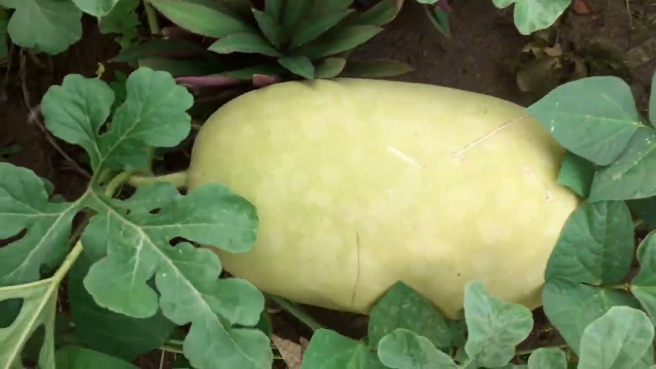 Não está mais disponível 