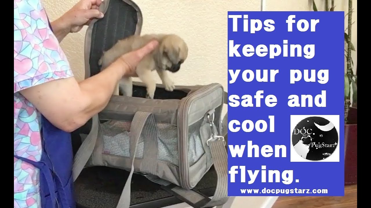 Pugs 101:  Tips for Flying With Your Pug - Safety & Heat Control