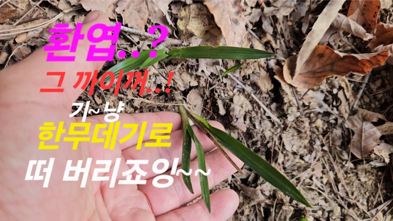 단엽성 환엽을 한 무데기로 뜨던날! 頭花が咲く蘭に畑で出会います。