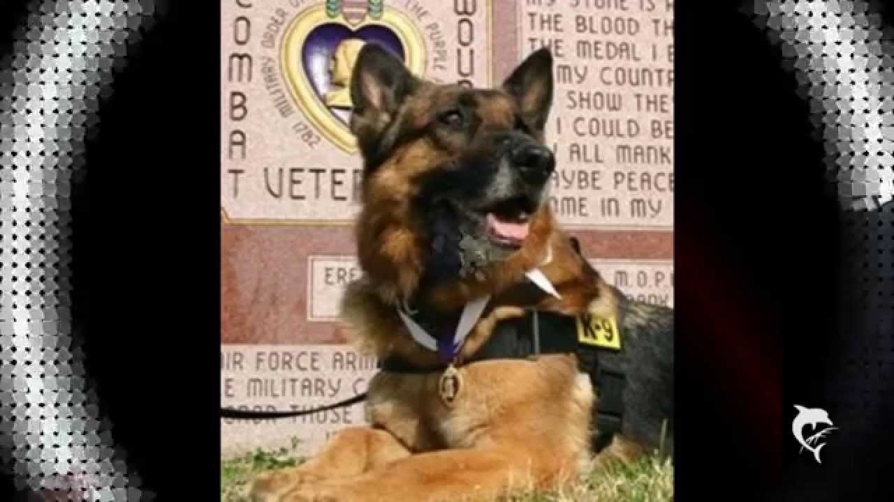 K9 Veterans Day 2015  