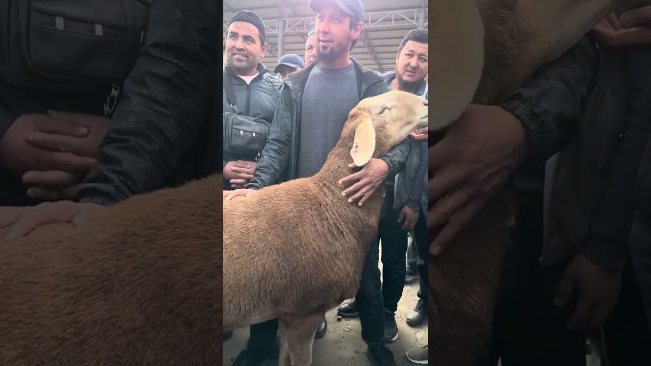 Aashan ishqibozlariga 