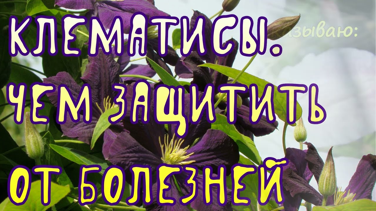 Клематисы. Чем защитить от болезней