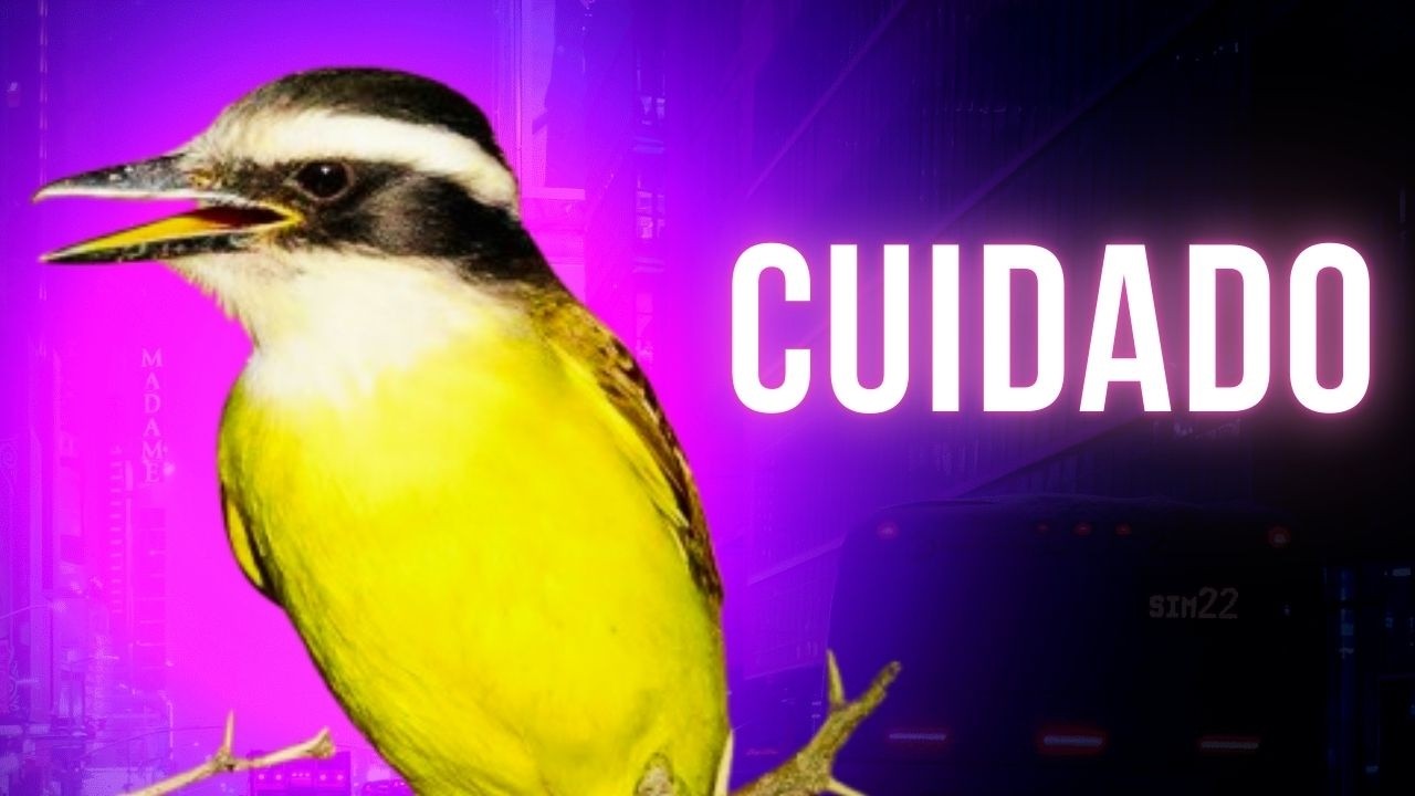 🔥 LEYENDA DEL PITOGÜE: El Ave que Anuncia VIDA y MUERTE | BENTEVEO Pitangus Sulphuratus