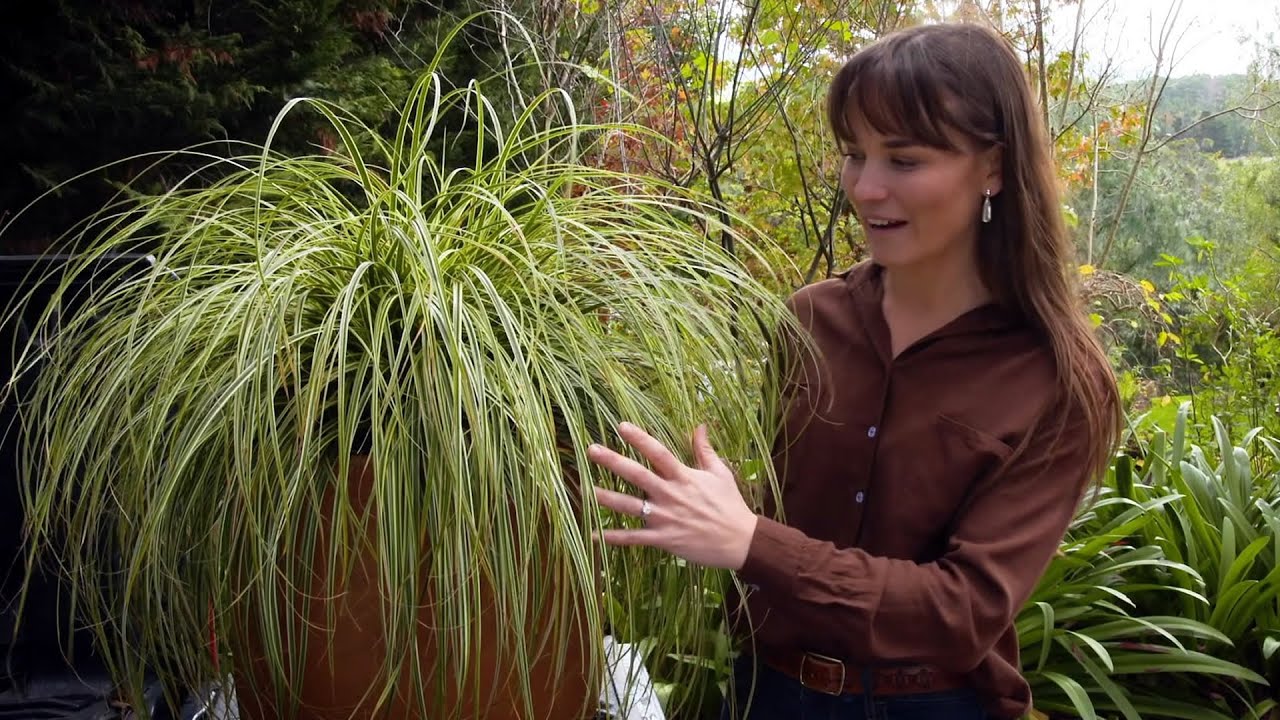 Садовые гуру 5 GE Carex Feather Falls