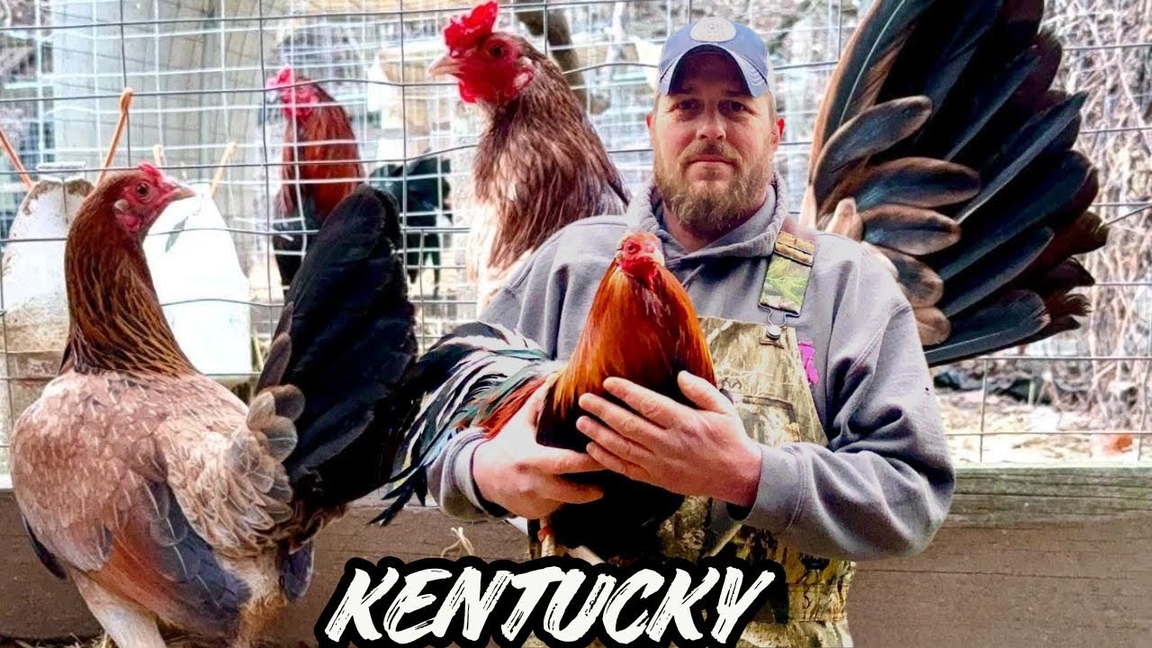 KENTUCKY 🇺🇸 Frank Oscar Bradley Farm Feeding Time Shape Chicken Coop Indoor Outdoor Breeding Pens 🇺🇸