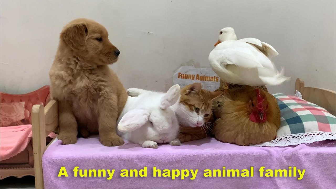 So cute! The cat brings the animals together and the duck gives a speech. A happy animal family