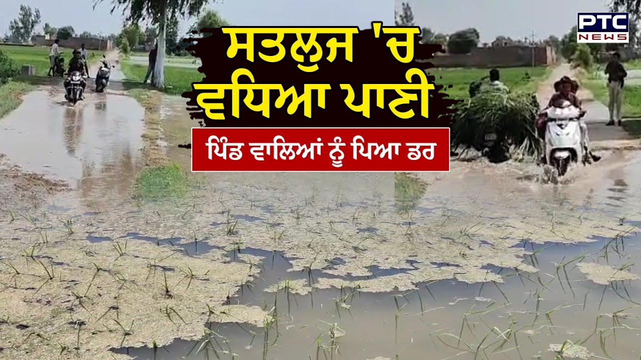 Satluj River 'ਚ ਵਧਿਆ ਪਾਣੀ, ਪਿੰਡ Muhar Jamsher ਦੇ ਵਾਸੀਆਂ ਨੂੰ ਡੁੱਬਣ ਦਾ ਸਤਾਉਣ ਲੱਗਿਆ ਡਰ