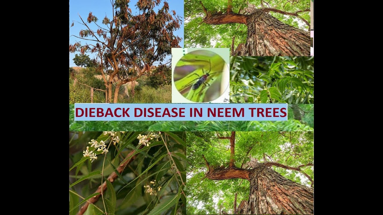 Dieback disease in Neem tree- English Version