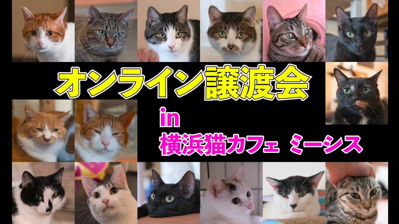 【オンライン譲渡会 3】【2020年5月4日】横浜猫カフェ　ミーシス【保護猫】