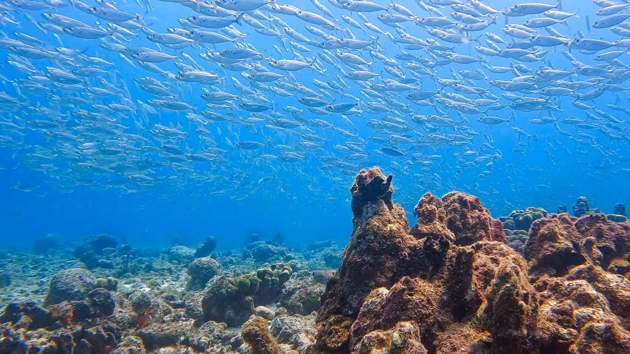 🇨🇼 Cura&ccedil;ao Diving ASMR Watamula 2025