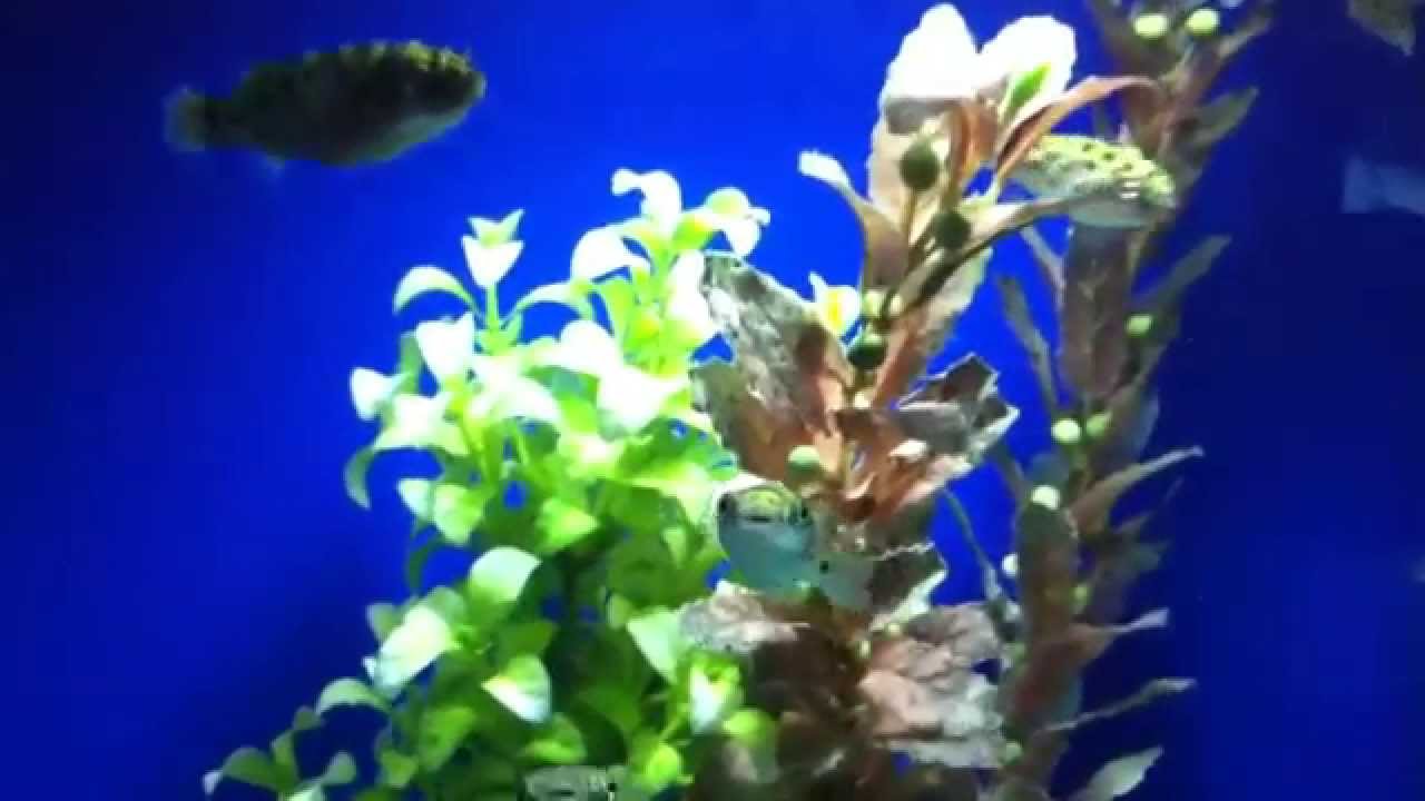 Gömbhalak
