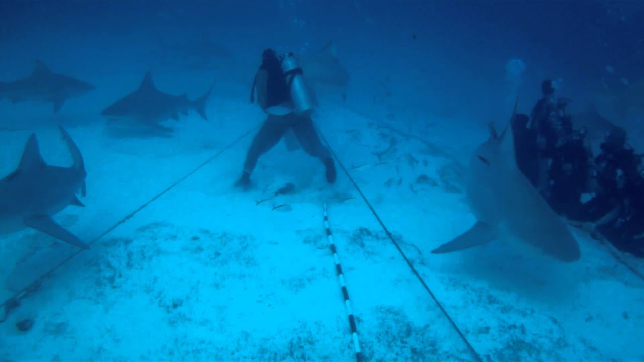 BUCEO CON TIBURONES TORO EN PLAYA DEL CARMEN, MEXICO | PEPEDIVECENTER