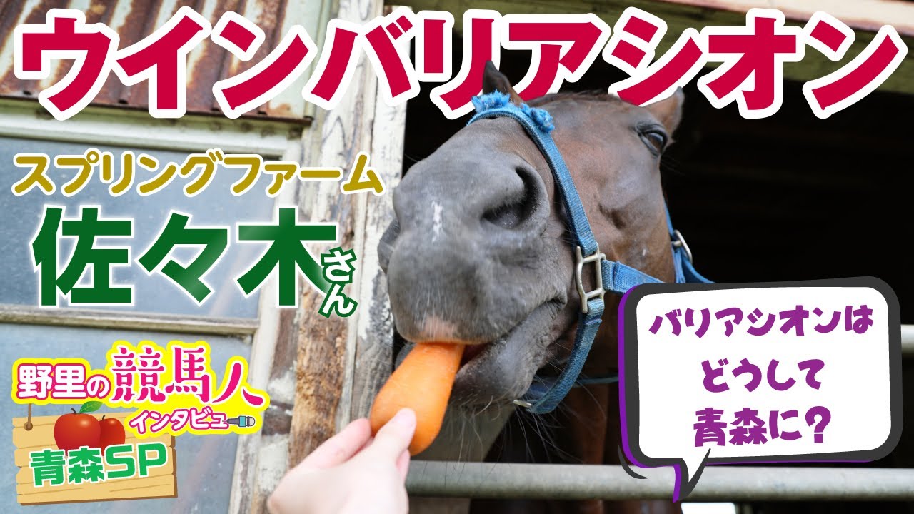 【ウインバリアシオン】野里の競馬人インタビュー～推しのパパに会ってきちゃいました！「種付け神」と呼ばれる17歳の今～青森県SP編 第２弾
