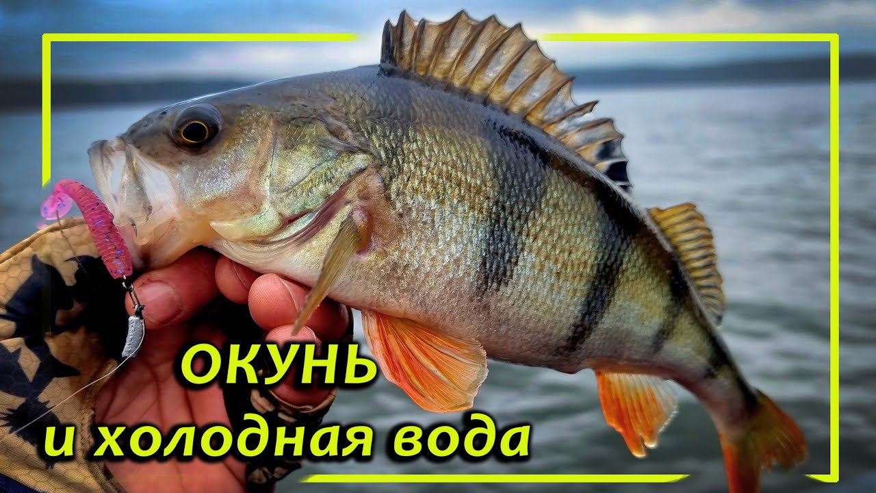 Окунь и холодная вода| Окунь в ноябре| Окунь на ультралайт| ультралайт