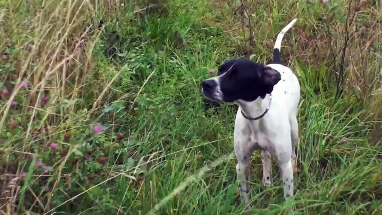 Pointer TAIGA D ALDOBRANDESCHI   .  TAIGA est la mere  du grand champio ONYX de coucareille