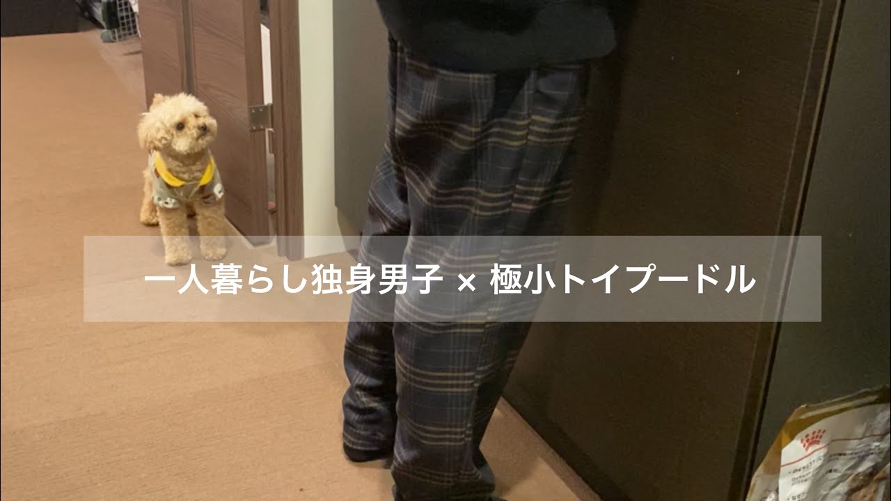 犬の偏食に悩み奮闘する一人暮らし社会人独身男/トイプードル