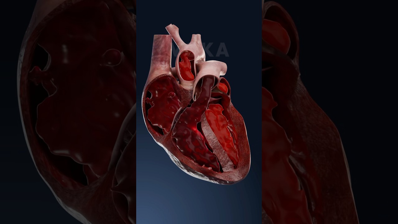 Heart&rsquo;s blood flow and circulation process 3D animation