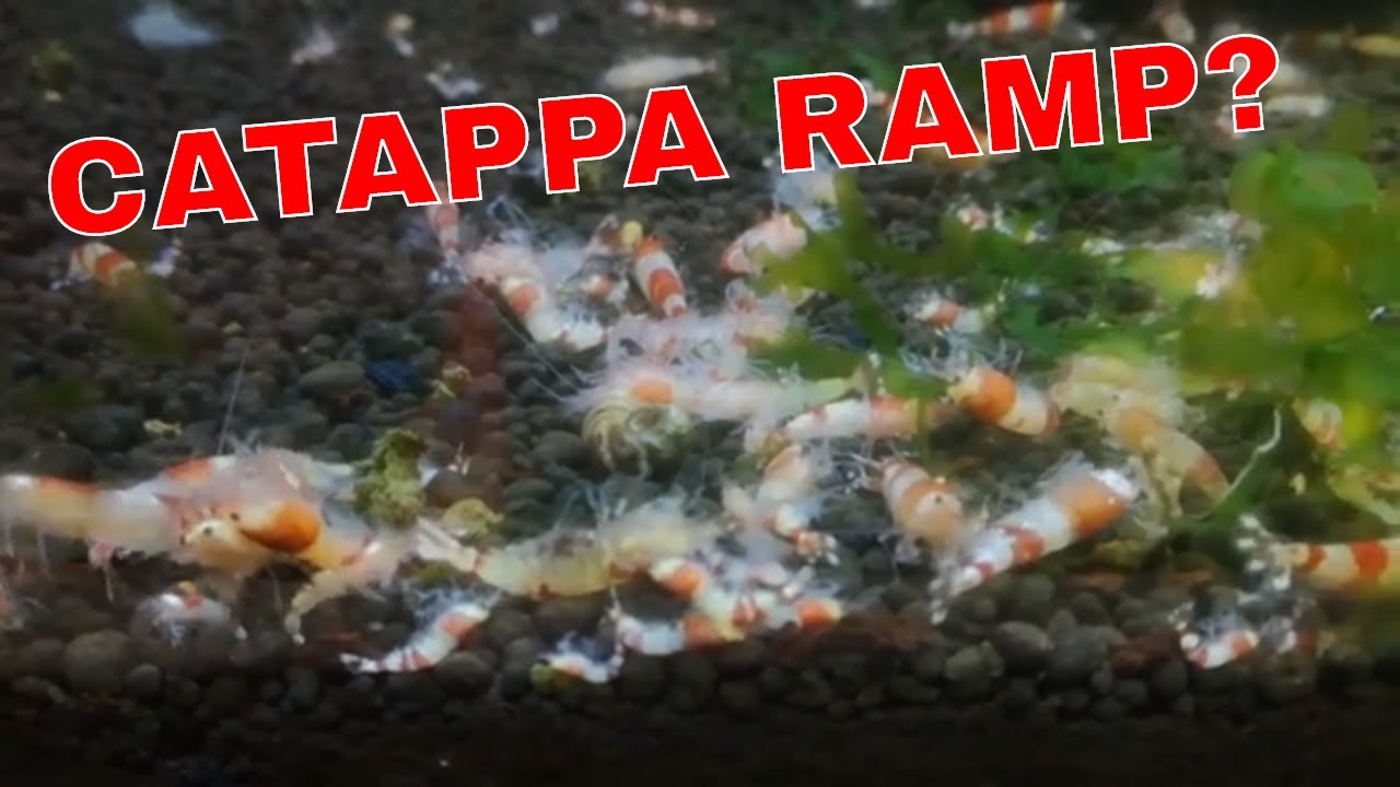 ALLES DOOD?! RAMP na gebruik van Cattappa blad in het garnalen aquarium!