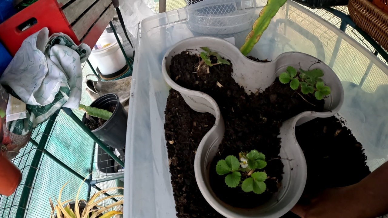 HOW TO PLANT BARE ROOT STRAWBERRIES