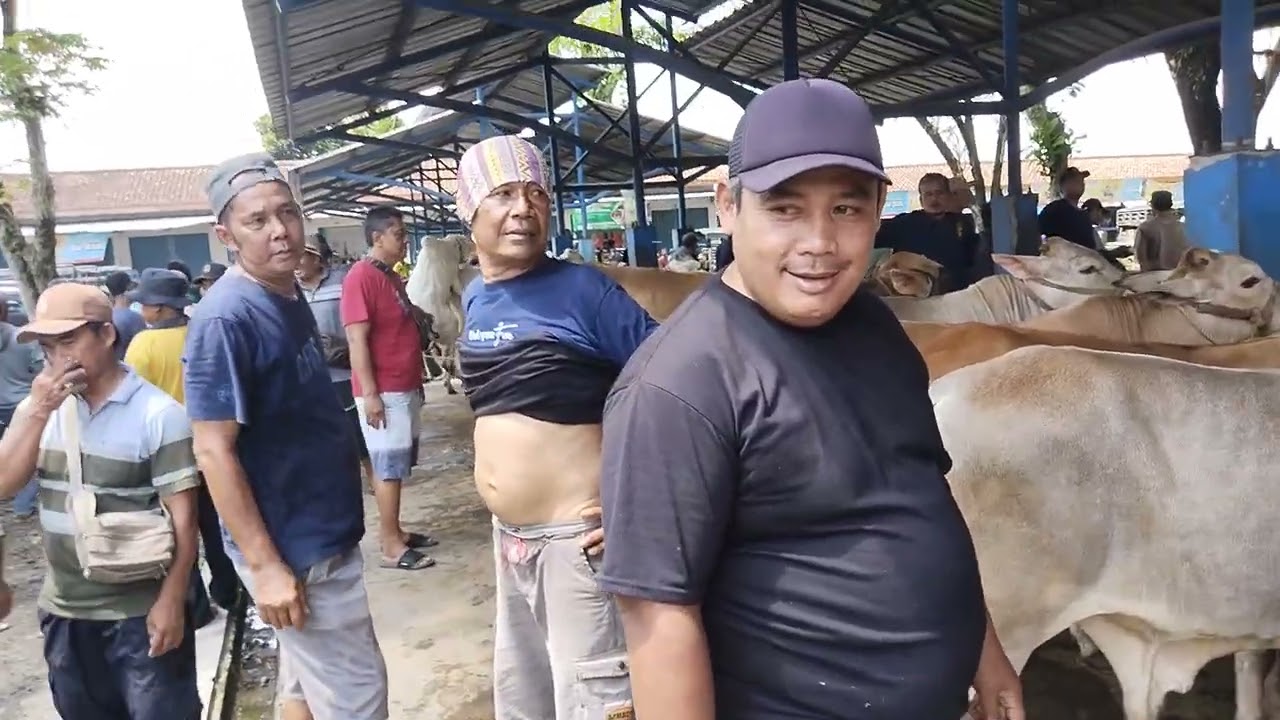 Cek Harga Sapi !!! Berapa kira-kira nih harga sapi pedetan di bulan puasa