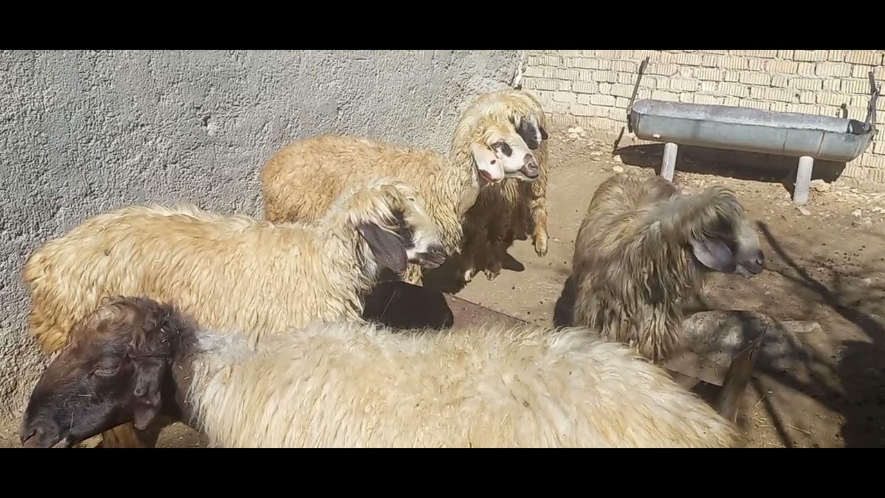 Peaceful Village Life: A Day in Paradise | Traditional Daily Routine