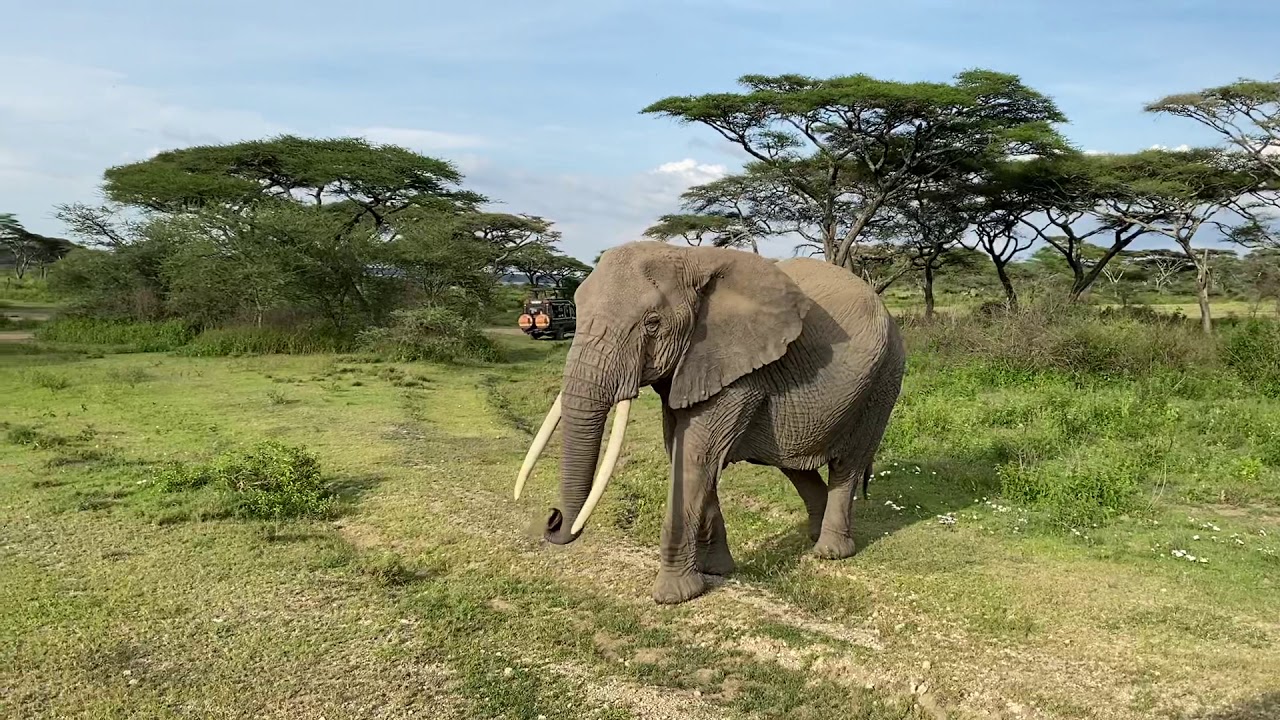 Elephant in the Serengeti