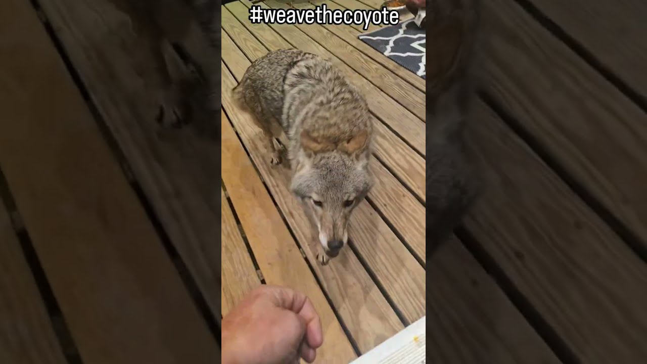 SKUNK ATTACK ENDING! 🐺 #weavethecoyote #coyote #duckholliday #dog #puppy #pitbull #cute #animals 