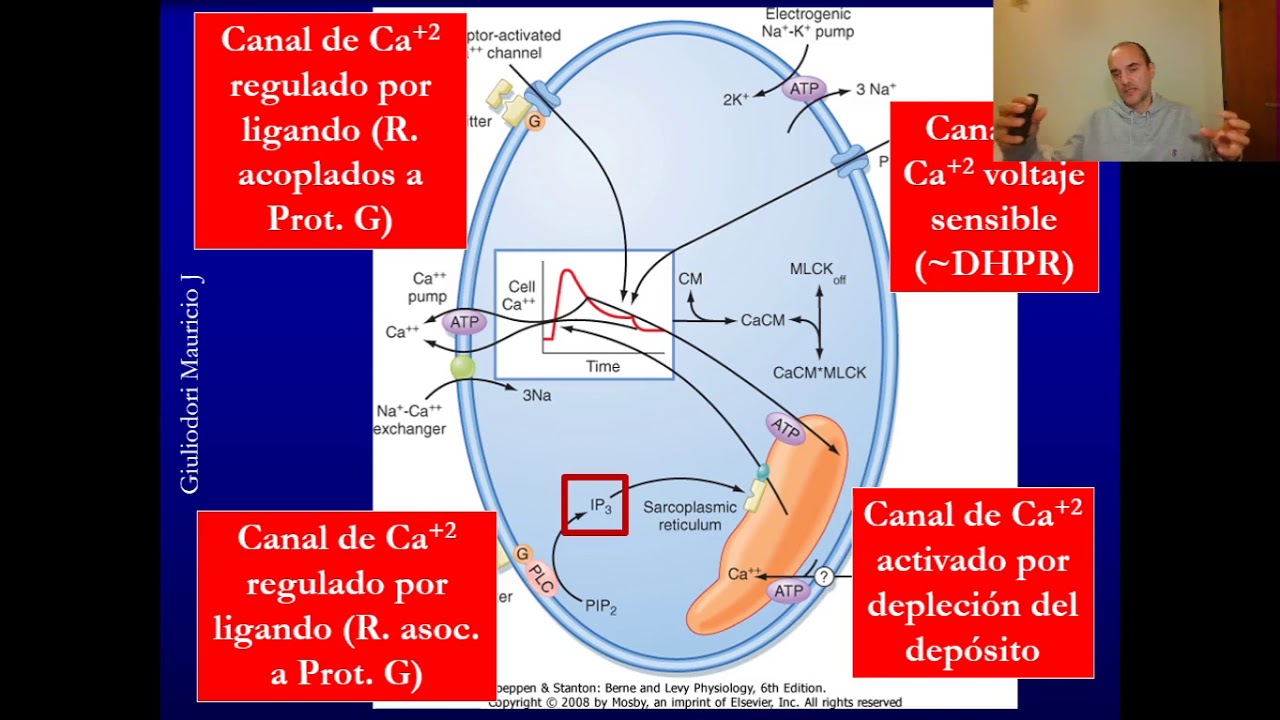 Fisiología del músculo liso en 15 minutos, rápido, simple y fácil