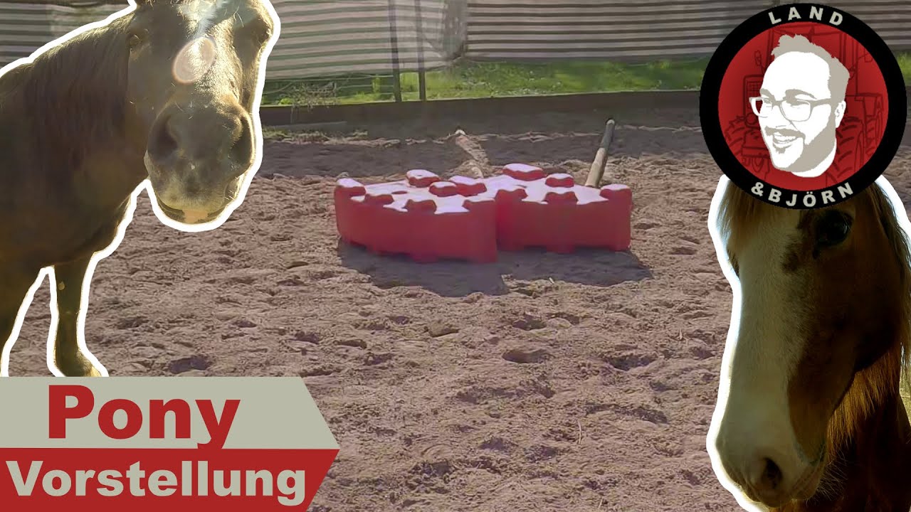 Welsh Cob D - Unsere Ponys vorgestellt - Kupieren der Schweifrübe bei Pferden