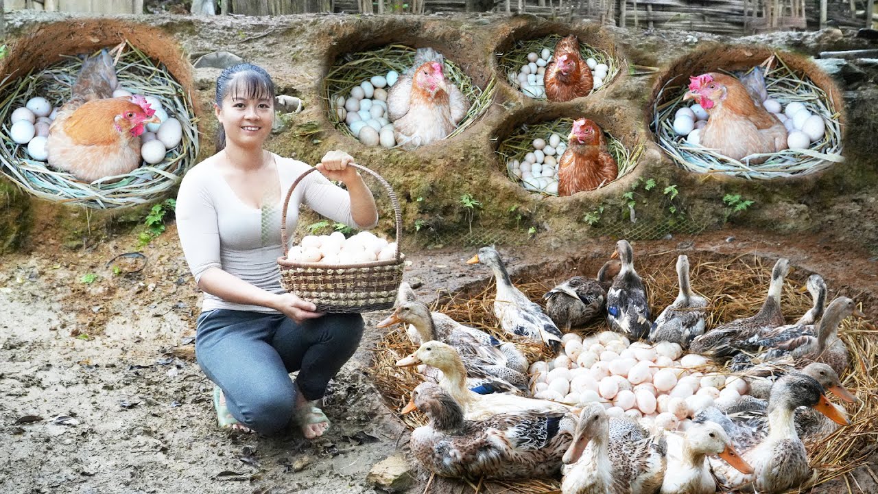 Harvesting Ducks Eggs, Chicken Eggs And Homegrown Cabbage Go To Market Sell | Free Bushcrat