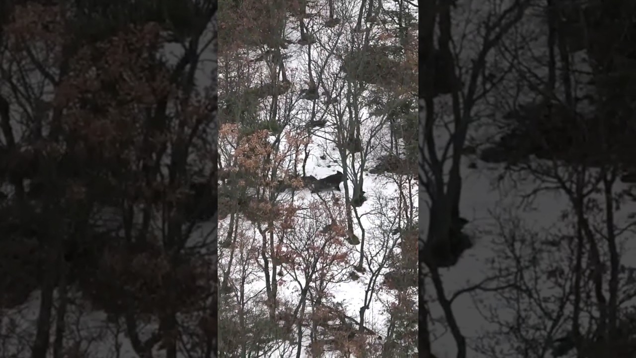 Wild boar hunting ! #youtubeshorts #wildboarhunt #wildlife