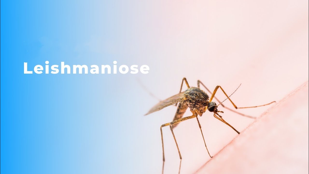 PARASITO-MYCOLOGIE 🦟🧫: LES LEISHMANIOSES .. 3ÈME MÉD🩺 4ÈME PHARMA💊