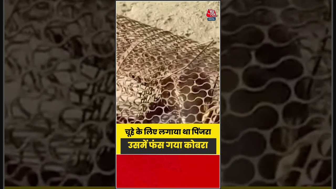 चूहे को पकड़ने के लिए लगाया था पिंजरा, उसमें फंस गया कोबरा | #Cobra #SnakeRescue #ViralVideo