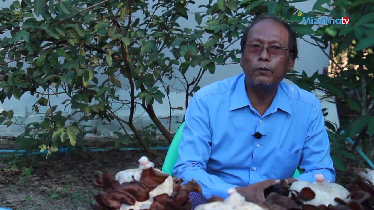 ၾကြက္နားရြက္မိႈစိုက္ပ်ိဳးေရး (Part_3)