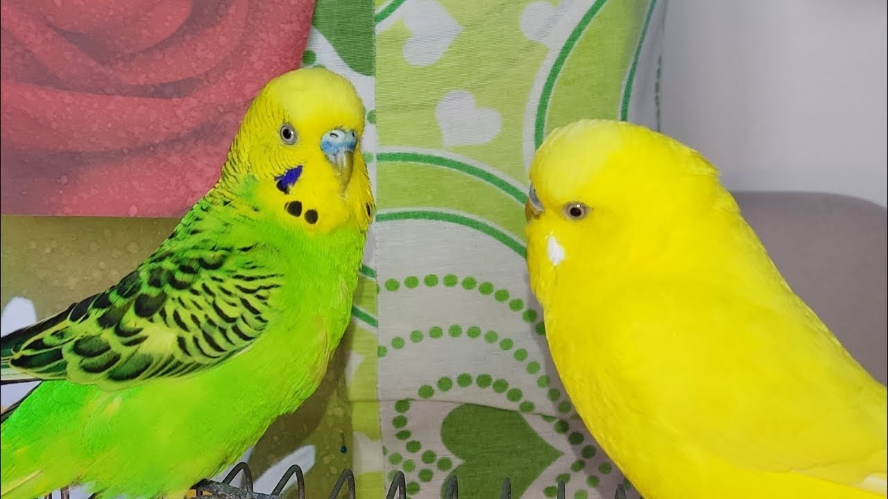cute birds livetsream ❤️
